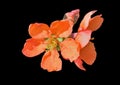 Flowers of quince-tree Chaenomeles japonica 5