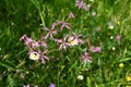 Flowers of Ragged Robin, Lychnis flos-cuculi Royalty Free Stock Photo