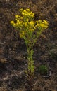 Flowers of Ragwort (Senecio Jacobaea)