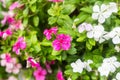 Flowers with rain drops in garden, soft focus. West indian periwinkle, Catharanthus roseus, Vinca flower, Bringht Eye Royalty Free Stock Photo