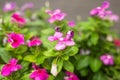 Flowers with rain drops in garden, soft focus. West indian periwinkle, Catharanthus roseus, Vinca flower, Bringht Eye Royalty Free Stock Photo