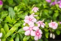 Flowers with rain drops in garden, West indian periwinkle, Catharanthus roseus, Vinca flower, Bringht Eye Royalty Free Stock Photo