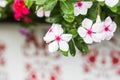 Flowers with rain drops in garden, West indian periwinkle, Catharanthus roseus, Vinca flower, Bringht Eye Royalty Free Stock Photo