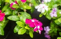 Flowers with rain drops in garden, West indian periwinkle, Catharanthus roseus, Vinca flower, Bringht Eye Royalty Free Stock Photo