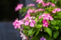 Flowers with rain drops in garden, West indian periwinkle, Catharanthus roseus, Vinca flower, Bringht Eye Royalty Free Stock Photo