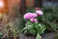 flowers after rain feel refresh and nature. Macro of bright pink flower along with millenium alliums in a cottage garden. Royalty Free Stock Photo