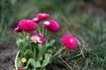 flowers after rain feel refresh and nature. Macro of bright pink flower along with millenium alliums in a cottage garden. Royalty Free Stock Photo