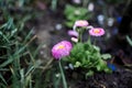 flowers after rain feel refresh and nature. Macro of bright pink flower along with millenium alliums in a cottage garden. Royalty Free Stock Photo