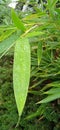 flowers in rain green natura