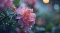 Flowers in rain