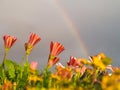 Flowers and rainbow