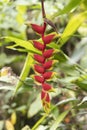 Flowers of the rainforest in Nicargaua