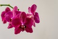 Flowers of rare burgundy-colored, dark magenta phalaenopsis orchid Destiny. Close-up of purple Moth Orchid, Phal Royalty Free Stock Photo