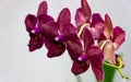 Flowers of rare burgundy-colored, or dark magenta phalaenopsis orchid Destiny, or purple Moth Orchid, Royalty Free Stock Photo