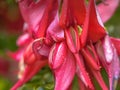 Flowers of Kakabeak endangered plant species