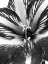 flowers ready to be pollinated, artistic black and white photo