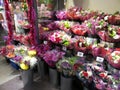 Flowers Ready for Valentine`s Day