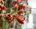 flowers are the red Amaryllis and artichoke Royalty Free Stock Photo