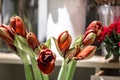 Flowers are the red Amaryllis and artichoke Royalty Free Stock Photo