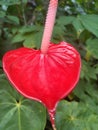 Flowers of Red anthuriumin sri lanka