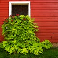 Flowers in Red Barn Window