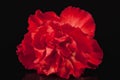 Flowers of red carnation isolated on black background Royalty Free Stock Photo