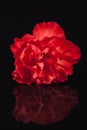 Flowers of red carnation isolated on black background Royalty Free Stock Photo
