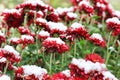 Red chrysanthemums in the snow. Flowers