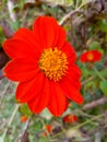 Flowers red closup macro photography