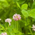 Flowers of Red Clover, Trifolium pratense, with bokeh background macro, selective focus, shallow DOF Royalty Free Stock Photo