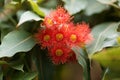 Red flowering gum Corymbia ficifolia