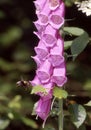 Flowers of the red foxglove