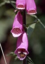 Flowers of the red foxglove