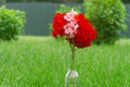 Red garden Geranium Pelargonium flowers stand in the garden on a green lawn Royalty Free Stock Photo