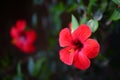 Flowers of a red hibiscus (chinese rose)