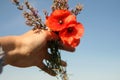 Flowers red nature clean skyblue hand