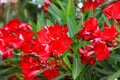 Flowers of red oleander bloomed in spring. Shrub, tree, garden plant for medicine, pharmacology, cosmetics, disease treatment. red Royalty Free Stock Photo
