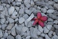 flowers on a red pebble gray.
