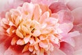 Flowers   red  peony.   Floral vintage background.   Petals peonies.  Close-up. Royalty Free Stock Photo