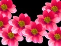 Flowers with red and pink petals