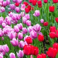 Flowers red and pink tulips flowering on background of flowers. Tulip close up, colorful tulip photo background Royalty Free Stock Photo
