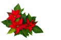 Flowers of red poinsettia Euphorbia pulcherrima with space for text on white background. Flat lay