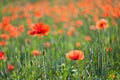 Flowers of red poppies bloom in the field Royalty Free Stock Photo