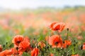 Flowers red poppies bloom on a sunny day in summer on a wild field. Selective focus. Space for text Royalty Free Stock Photo