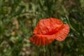 Flowers Red poppies bloom in the wild field. Beautiful field red poppies with selective focus, soft light. Natural Drugs - Opium Royalty Free Stock Photo