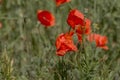 Flowers Red poppies bloom in the wild field. Beautiful field red poppies with selective focus, soft light. Natural Drugs - Opium Royalty Free Stock Photo