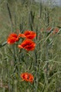 Flowers Red poppies bloom in the wild field. Beautiful field red poppies with selective focus, soft light. Natural Drugs - Opium Royalty Free Stock Photo