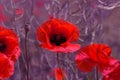 Flowers Red poppies bloom in the wild field. Beautiful field red poppies with selective focus, soft light. Natural Drugs - Opium Royalty Free Stock Photo