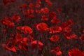 Flowers Red poppies bloom in the wild field. Beautiful field red poppies with selective focus, soft light. Natural Drugs - Opium Royalty Free Stock Photo