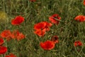 Flowers Red poppies bloom in the wild field. Beautiful field red poppies with selective focus, soft light. Natural Drugs - Opium Royalty Free Stock Photo
